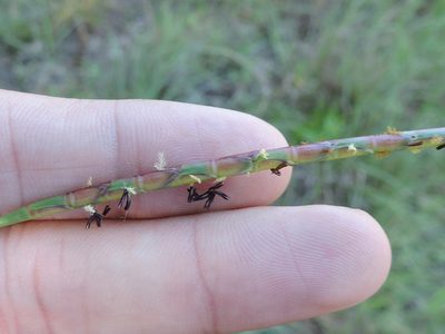 Rottboellia campestris, photographed by Sam Kieschnick