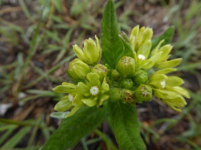 Schizoglossum flavum, photographed by Hlengiwe Mtshali