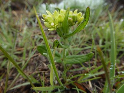 Schizoglossum flavum, photographed by Hlengiwe Mtshali