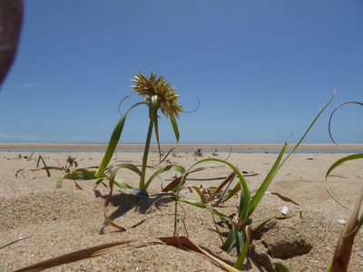 Cyperus crassipes, photographed by Hlengiwe Mtshali