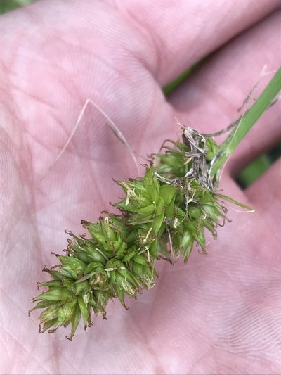 Carex gravida, photographed by Ryan Donnelly
