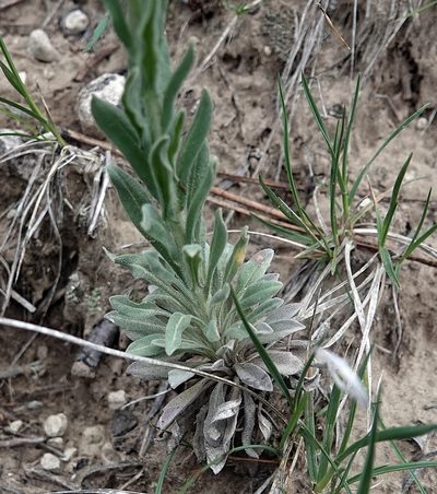 Boechera collinsii, photographed by Colin Croft