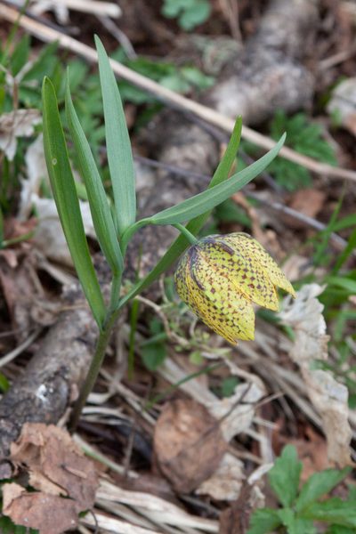 Fritillaria collina, photographed by Екатерина Кропочева
