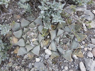 Ariocarpus retusus, photographed by Sandino Guerrero