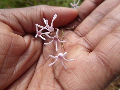 Ceropegia rubella, photographed by Hlengiwe Mtshali