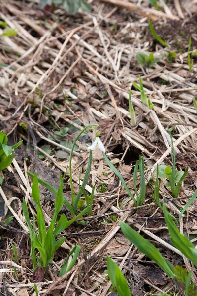 Galanthus alpinus, photographed by Екатерина Кропочева
