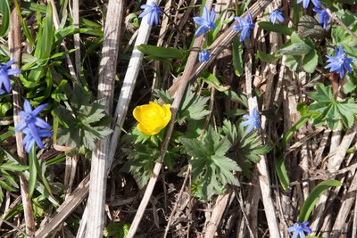 Trollius ranunculinus, photographed by Екатерина Кропочева