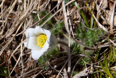 Pulsatilla albana, photographed by Екатерина Кропочева