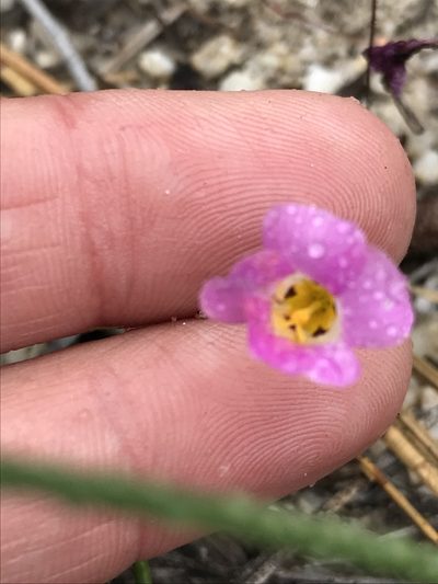 Linanthus bellus, photographed by Sula Vanderplank