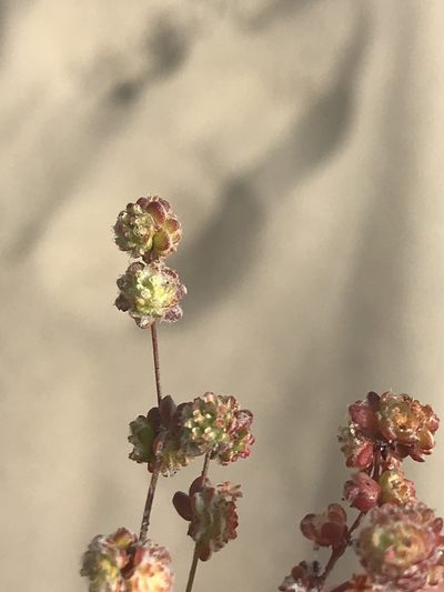 Nemacaulis denudata, photographed by Sula Vanderplank