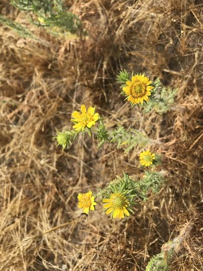Centromadia pungens, photographed by Sula Vanderplank