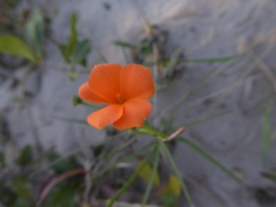 Tricliceras mossambicense, photographed by Hlengiwe Mtshali
