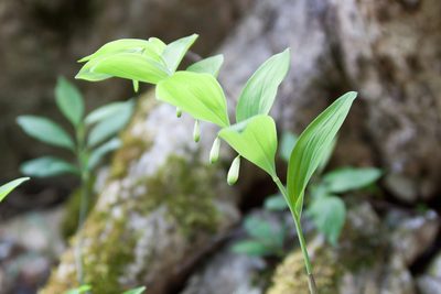 Polygonatum glaberrimum, photographed by Екатерина Кропочева