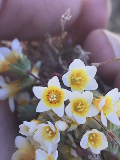 Leptosiphon lemmonii, photographed by Sula Vanderplank