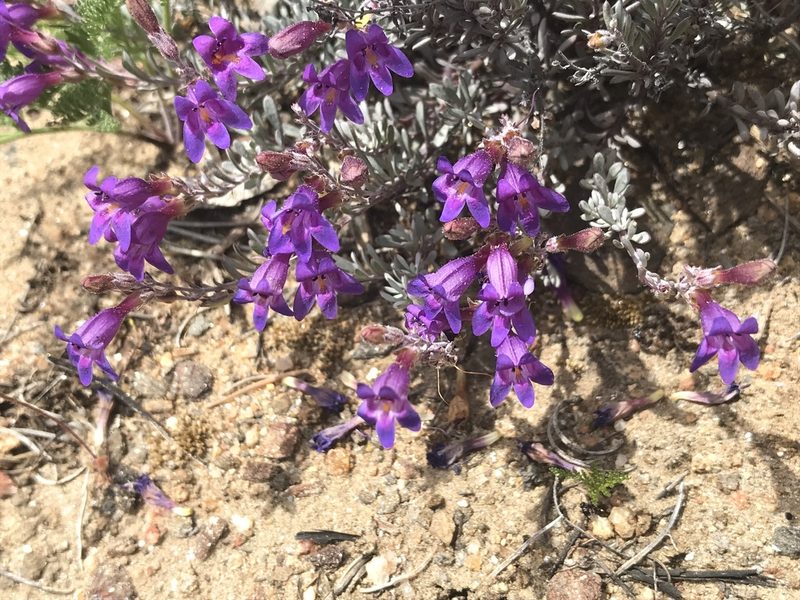Penstemon californicus, photographed by Sula Vanderplank