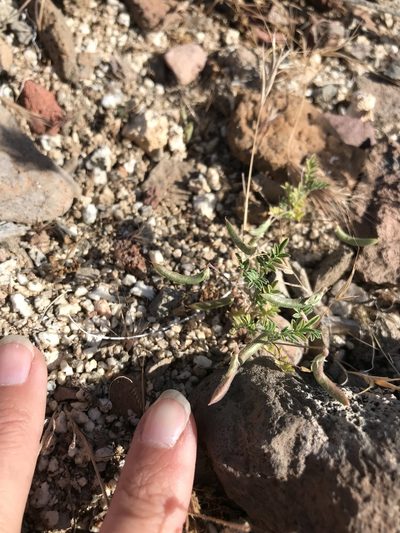Astragalus acutirostris, photographed by Sula Vanderplank