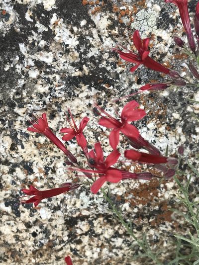 Ipomopsis tenuifolia, photographed by Sula Vanderplank