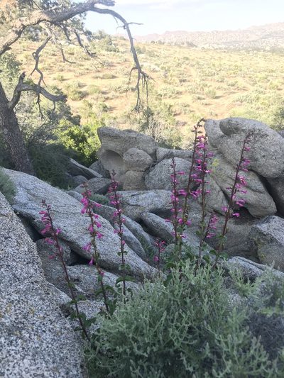 Penstemon clevelandii, photographed by Sula Vanderplank