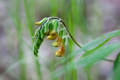 Vicia crocea, photographed by Екатерина Кропочева