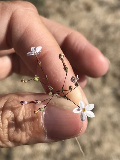 Nemacladus longiflorus, photographed by Sula Vanderplank