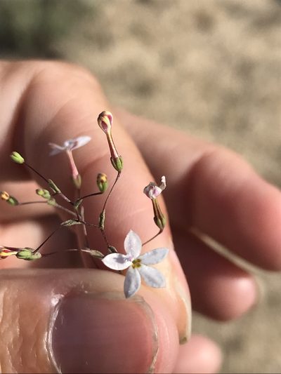 Nemacladus longiflorus, photographed by Sula Vanderplank