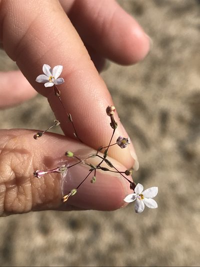 Nemacladus longiflorus, photographed by Sula Vanderplank