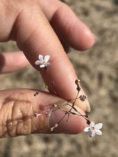 Nemacladus longiflorus, photographed by Sula Vanderplank