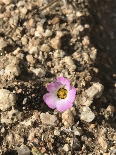 Linanthus bellus, photographed by Sula Vanderplank
