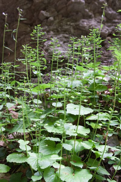 Pachyphragma macrophyllum, photographed by Екатерина Кропочева