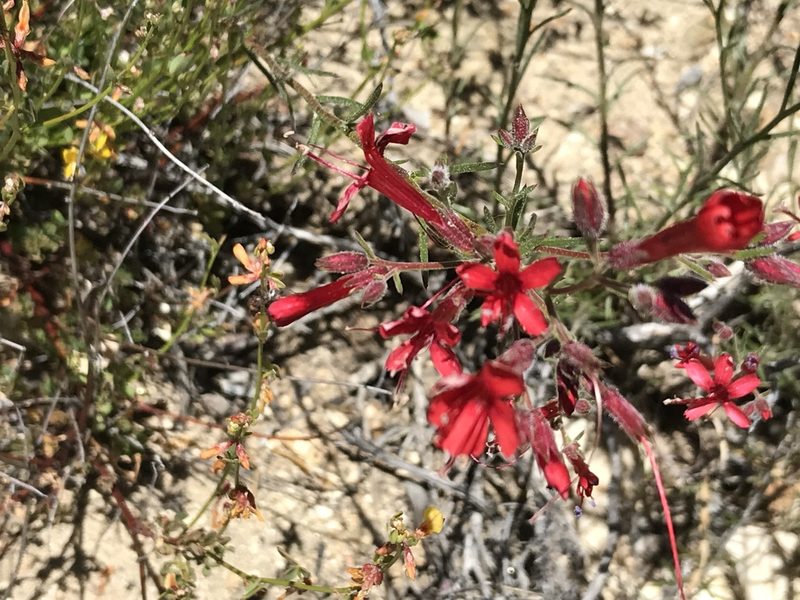 Ipomopsis tenuifolia, photographed by Sula Vanderplank