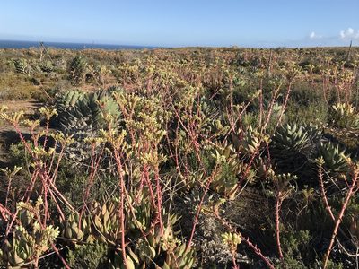 Dudleya ingens, photographed by Sula Vanderplank