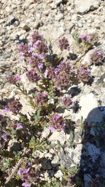 Thymus moldavicus, photographed by Ким Виктория