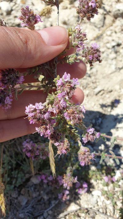 Thymus moldavicus, photographed by Ким Виктория