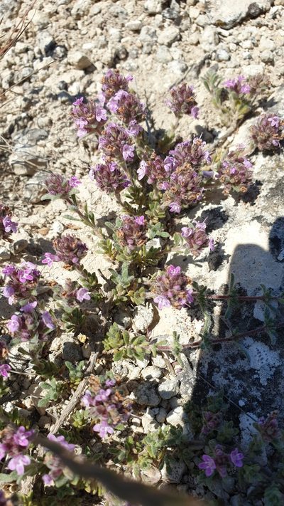 Thymus moldavicus, photographed by Ким Виктория