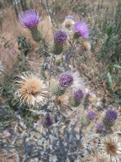 Cirsium rhaphilepis, photographed by Viacheslav Shalisko