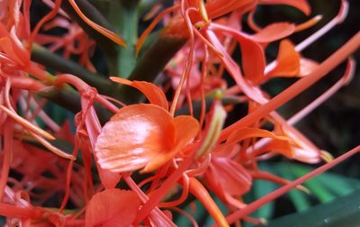 Hedychium coccineum, photographed by alessandradalia