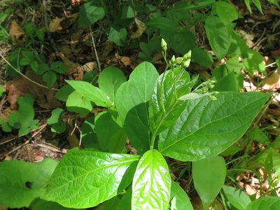 Vincetoxicum acuminatifolium, photographed by Repina Tatyana