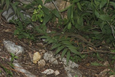Zamia fischeri, photographed by Juan Cruzado Cortés