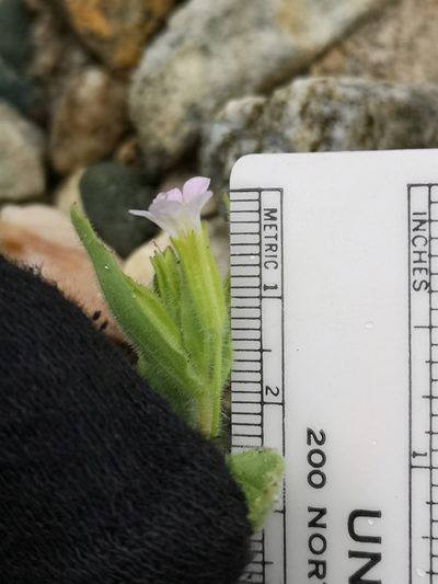 Erythranthe parishii, photographed by Jordan Zylstra