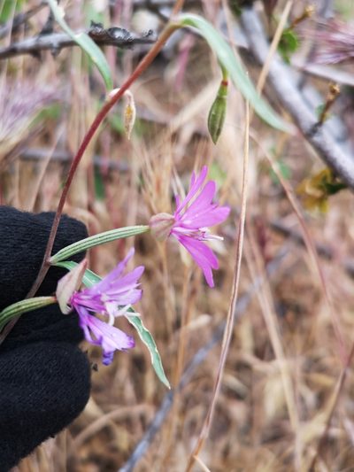 Clarkia xantiana, photographed by Jordan Zylstra