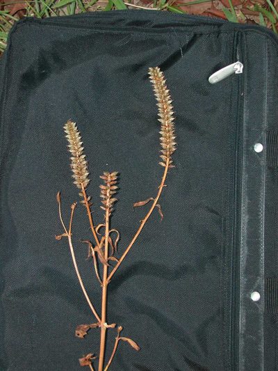 Coutoubea spicata, photographed by Lena Struwe