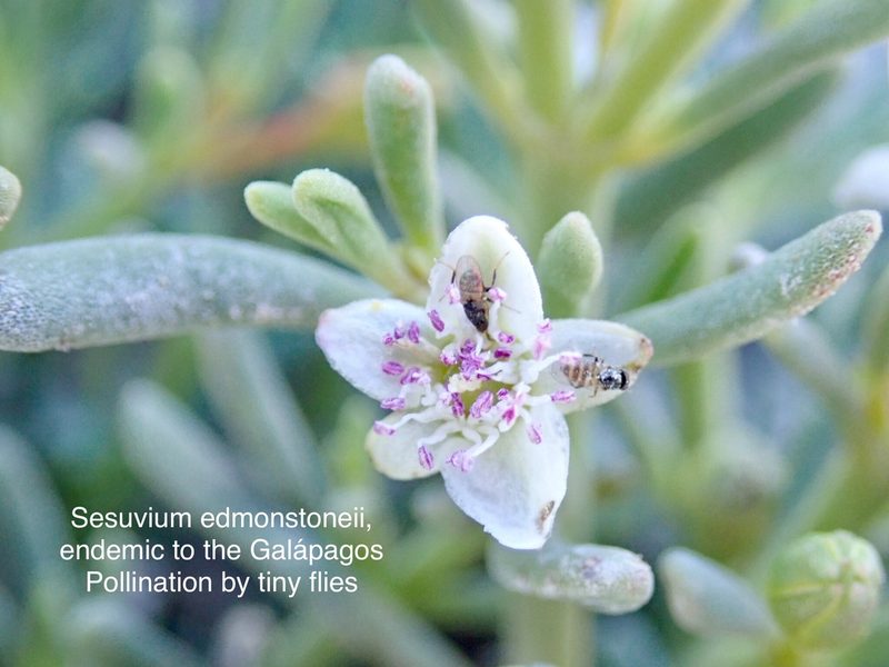 Sesuvium edmonstonei, photographed by John Brew