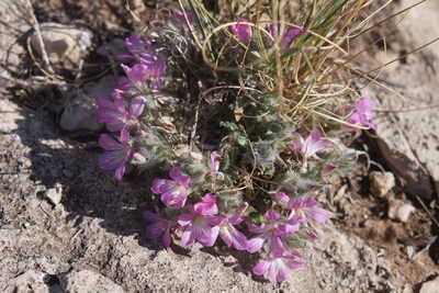 Stenandrium barbatum, photographed by Henggang Cui