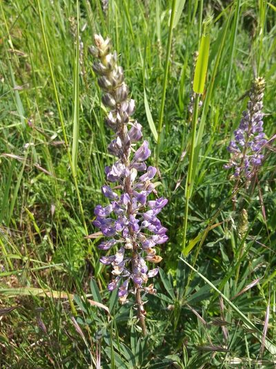 Lupinus oreganus, photographed by Rolando