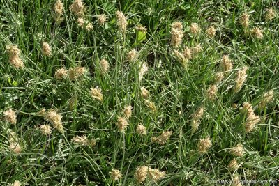 Carex douglasii, photographed by Tim Messick