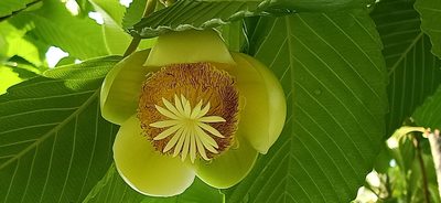 Dillenia indica, photographed by Ong Jyh Seng