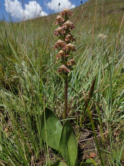 Disperis renibractea, photographed by Jimmy Whatmore