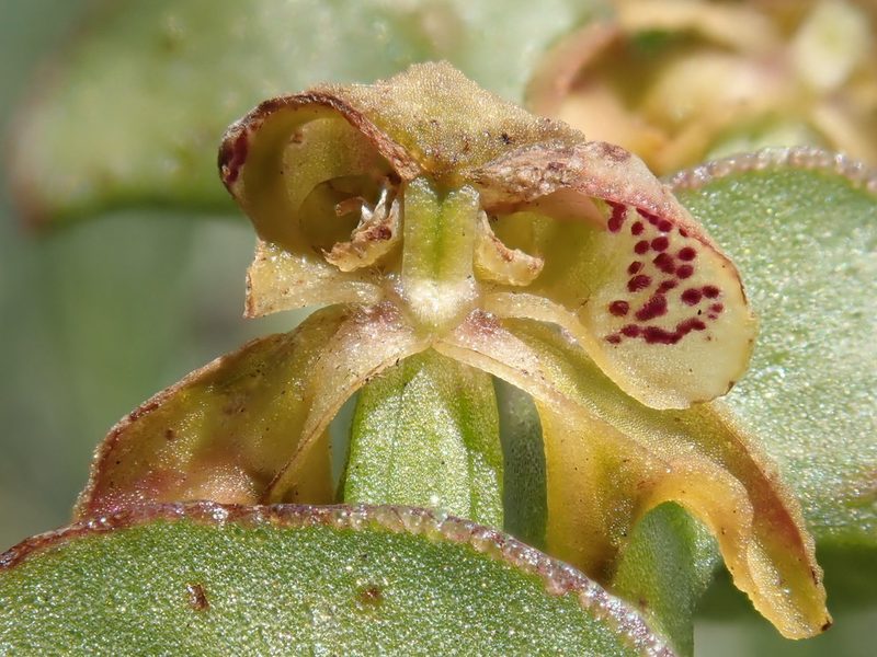 Disperis renibractea, photographed by Jimmy Whatmore