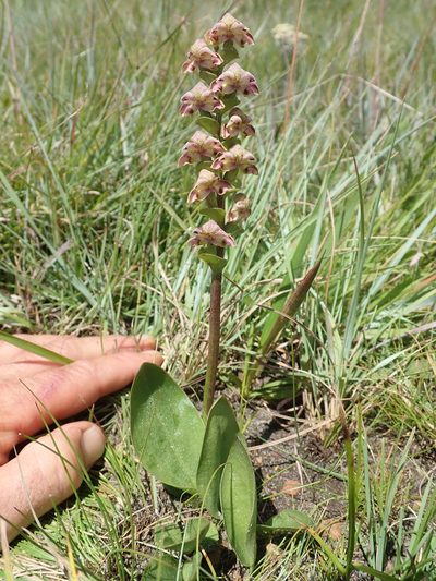 Disperis renibractea, photographed by Jimmy Whatmore