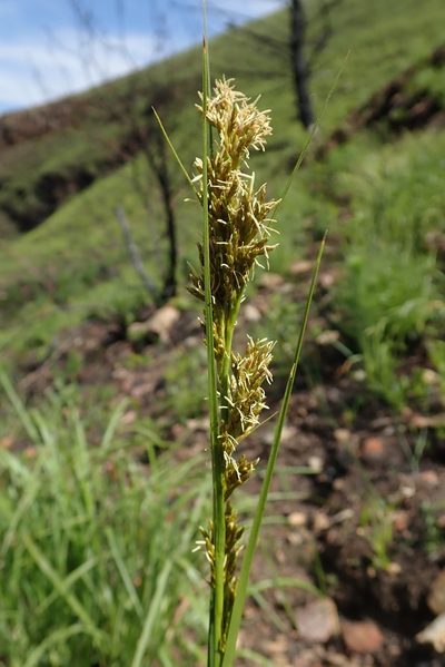 Carex schweickerdtii, photographed by Jimmy Whatmore